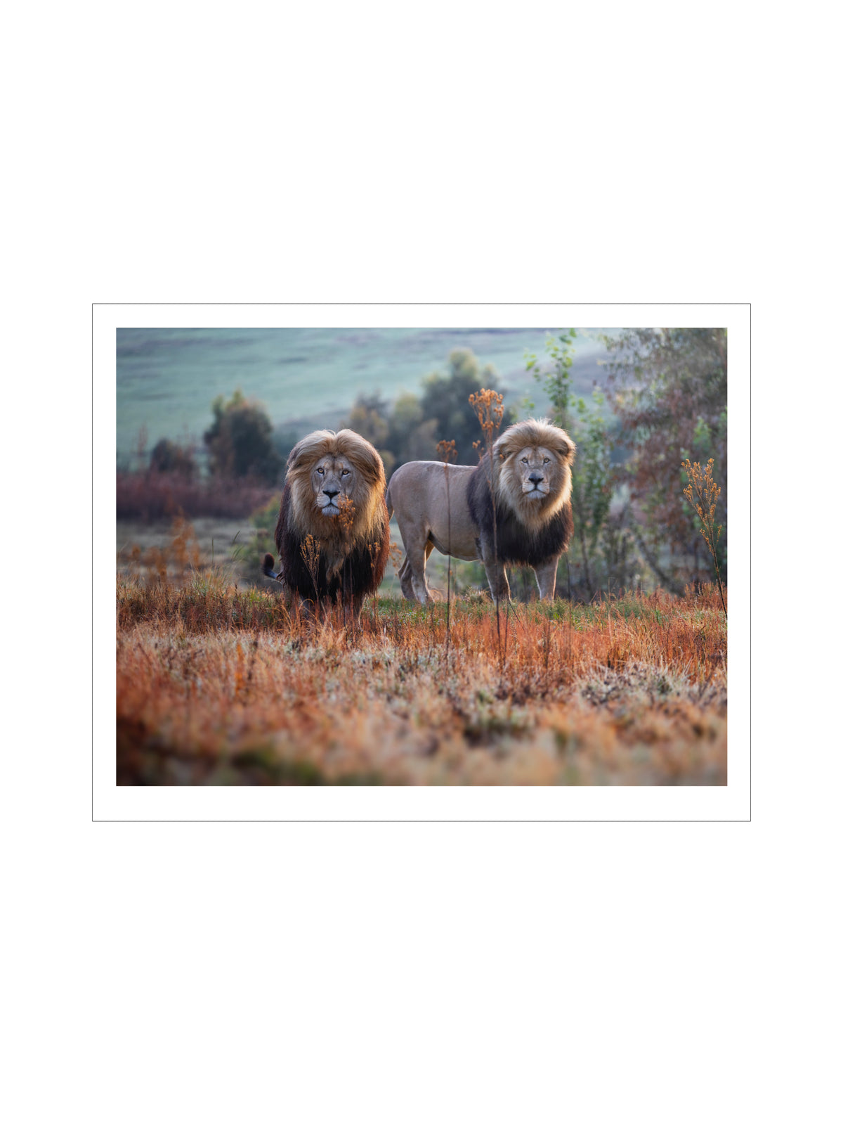 Double Trouble – Simon Needham Photography